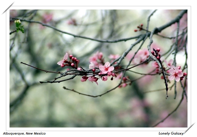 Nikon D50+TAMRON 28-200,南方比較溫暖,樹都開始開花了